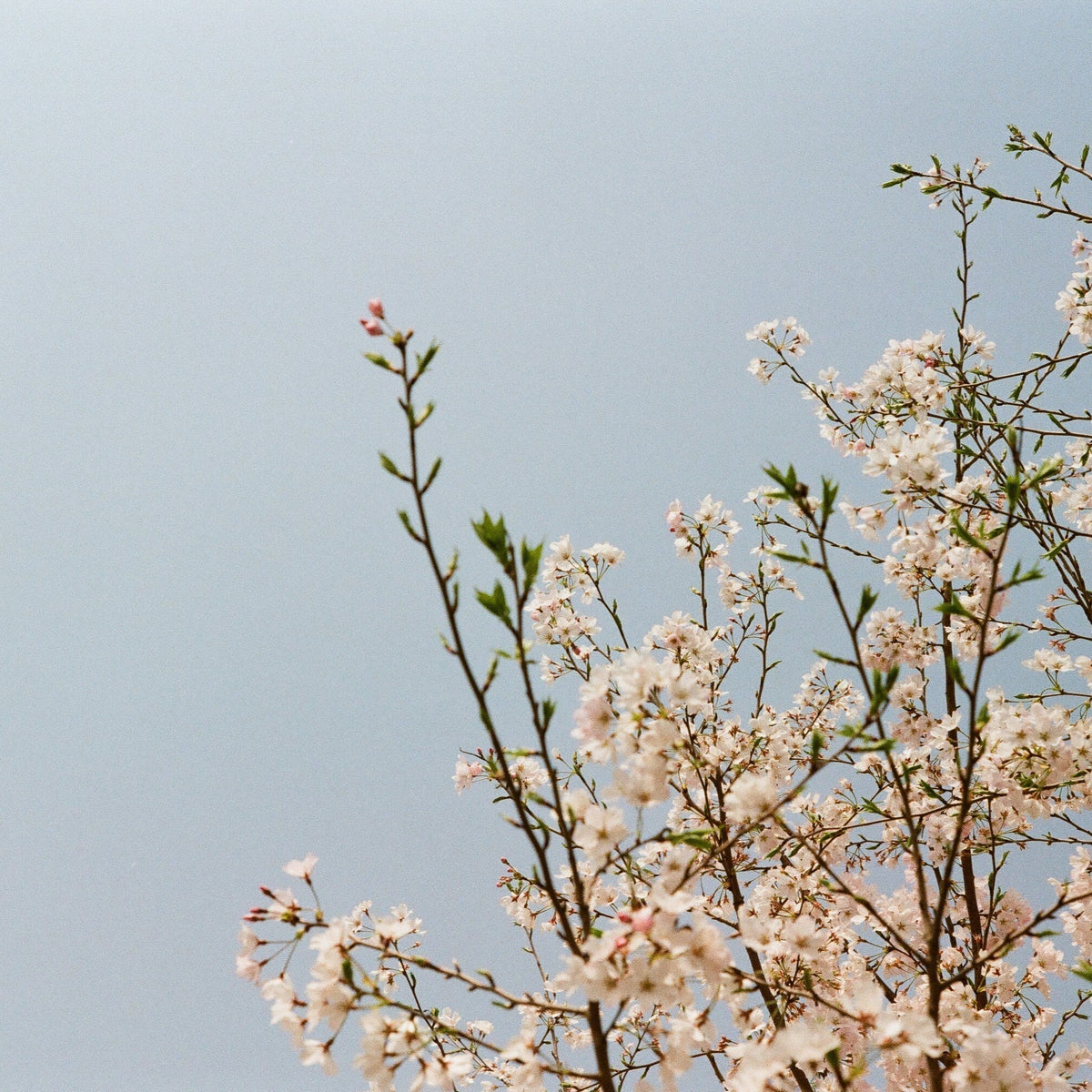 [With Sample Photos] Small but Spicy Like a Sansho Pepper...? - Canon 50mm F2.2 L39