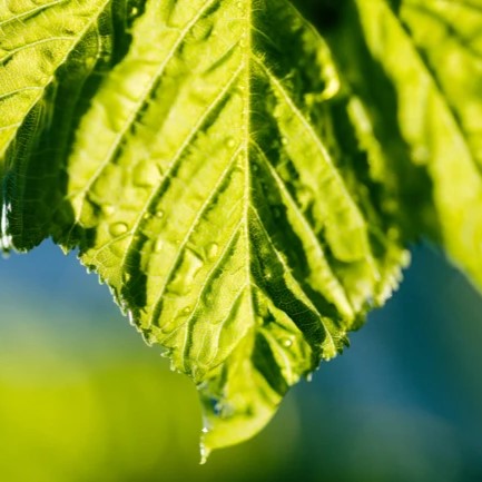 [With Sample Photos] Enjoying Light and Bokeh: Canon EOS R6 + EF100mm F2.8 Macro (with Mount Adapter)