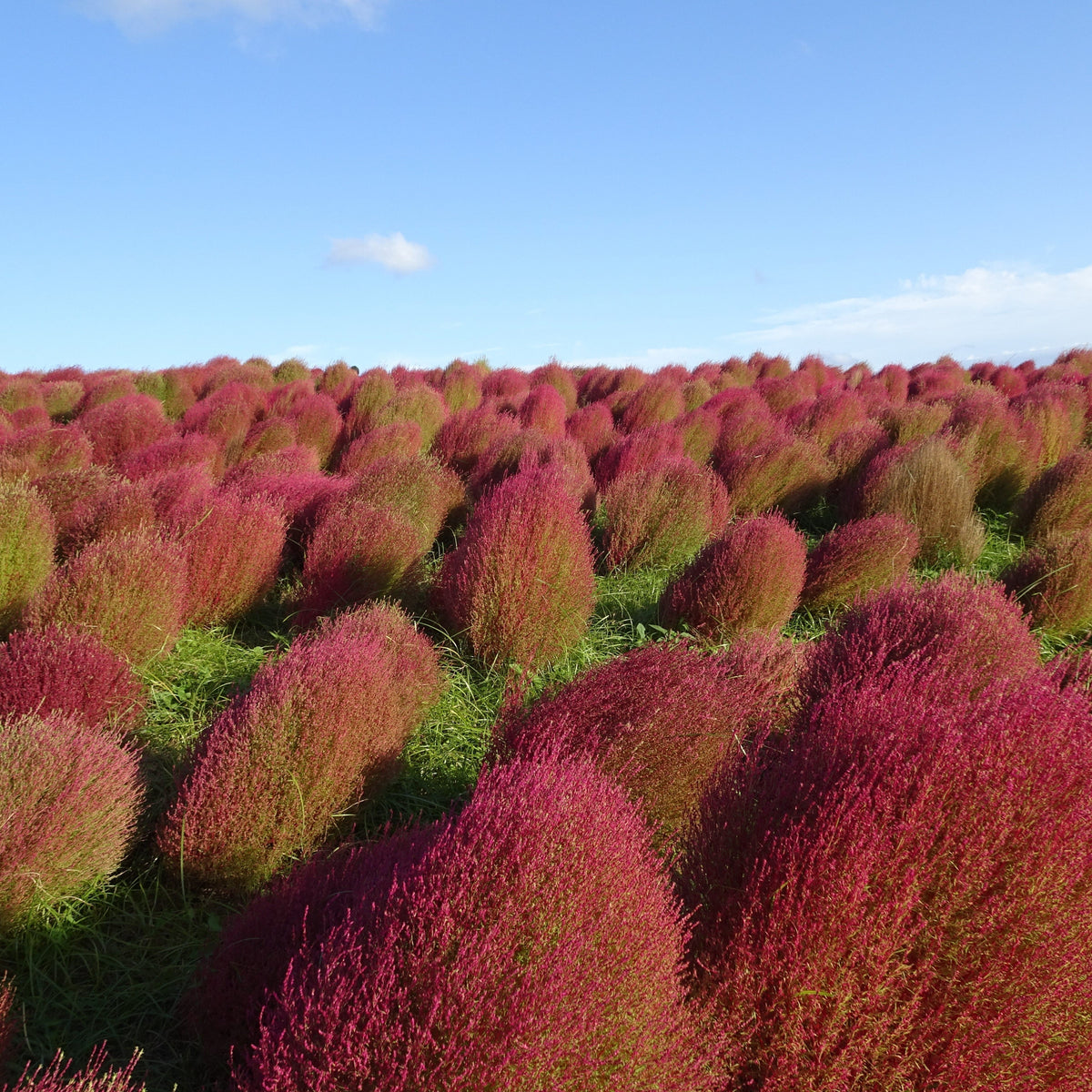 [With Sample Photos] Traveling Japan's Most Beautiful Scenery with the Sony Cyber-shot DSC-WX500, a Perfect Travel Companion