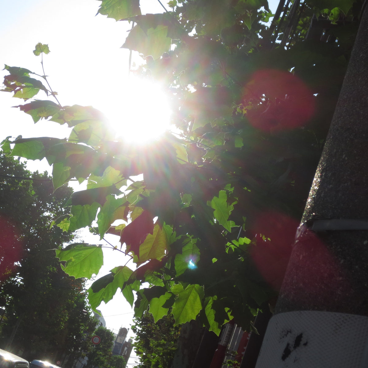 [With Sample Photos] Capturing Light and Color Smartly: The Wi-Fi-Equipped Honor Student, Canon IXY 430F