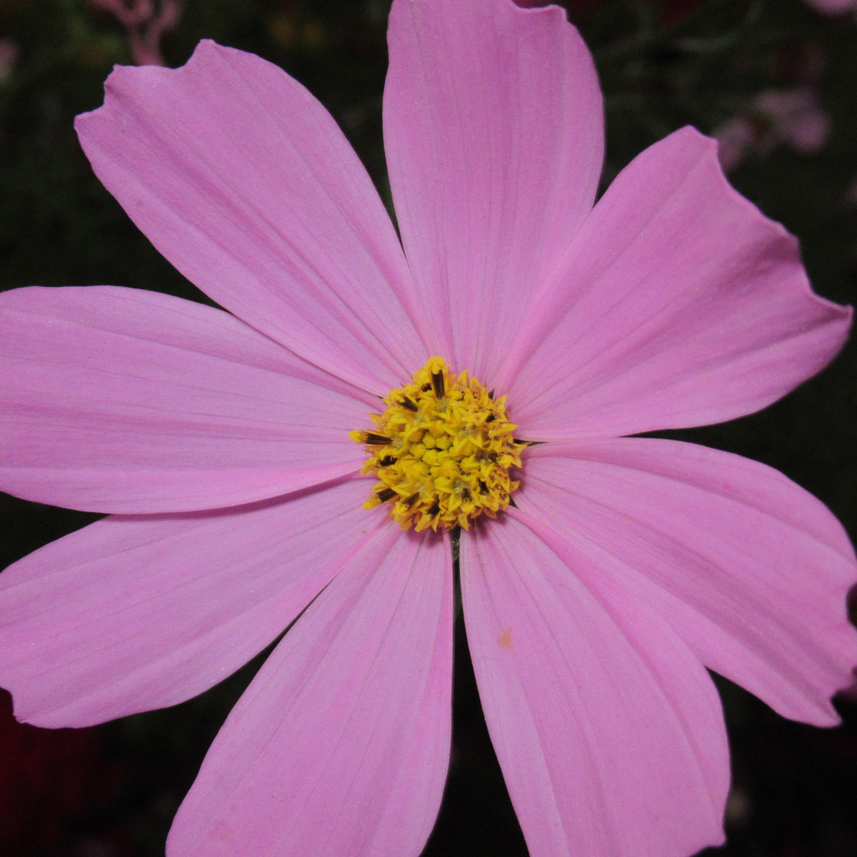 [With Sample Photos] Make Everyday Life Special: Canon PowerShot SX620 HS Puts Light and Color on Your Side