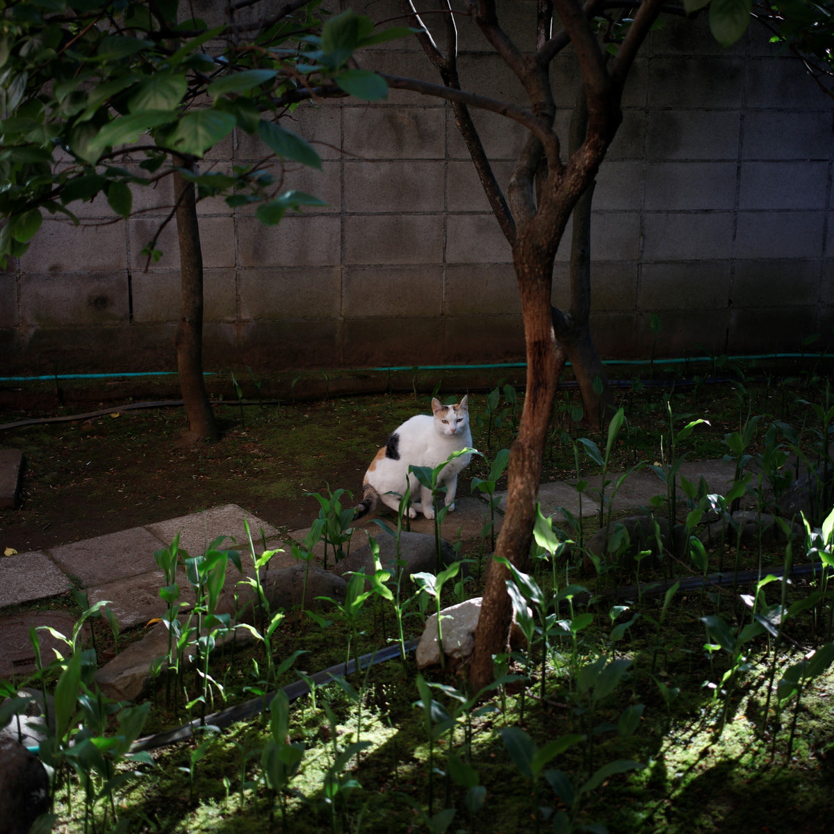 [With Sample Photos] High-Resolution Body x Pancake Lens - EOS 5Ds + EF 40mm F2.8 STM