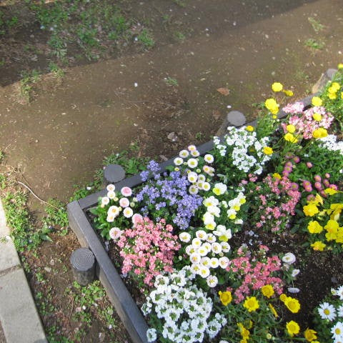 [With Sample Photos] Carrying 2009 in My Pocket: A Walk with the Canon IXY DIGITAL 510 IS