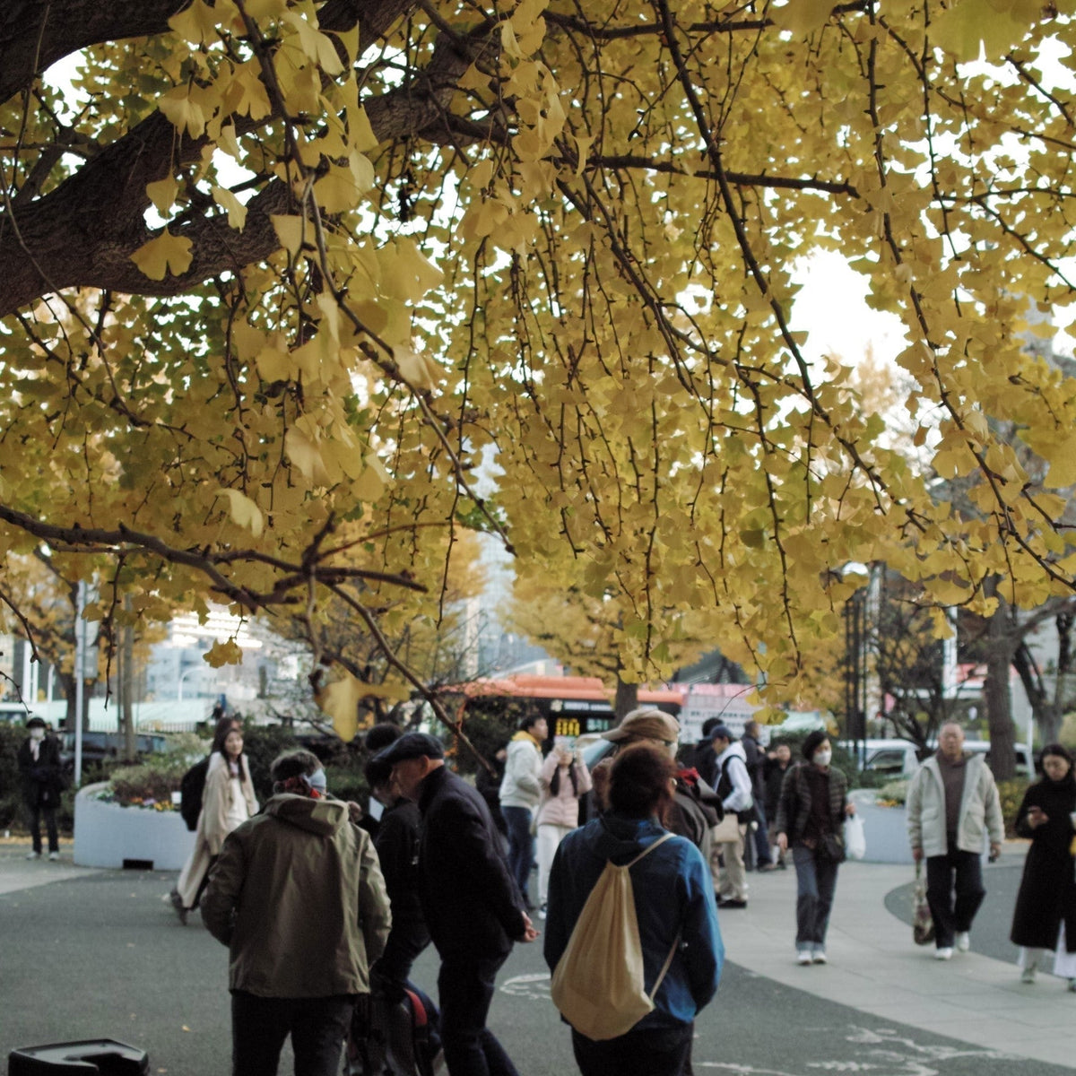 [With Sample Photos] Carving Light, Writing Shadows: Walking the Streets with the SIGMA DP2s