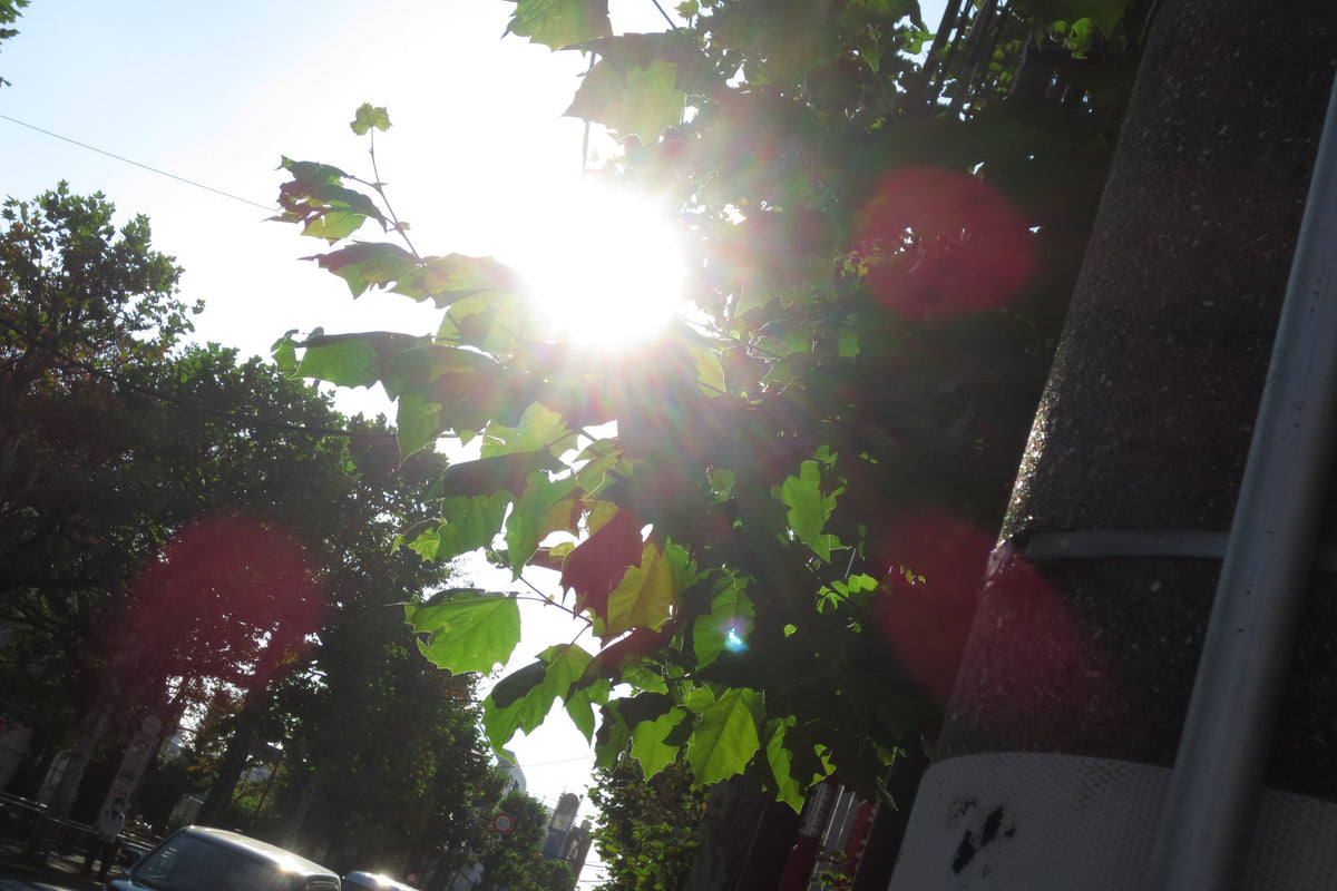 Canon IXY 430F