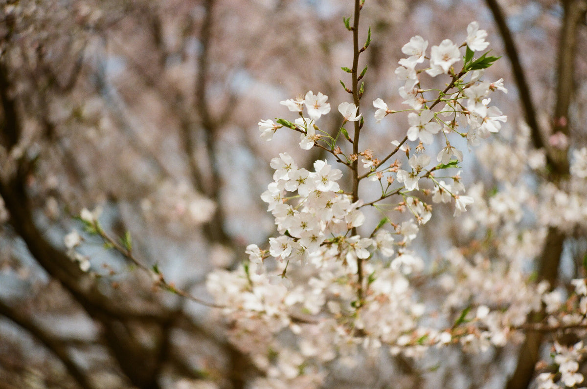 Canon 50mm f/2.2 L39