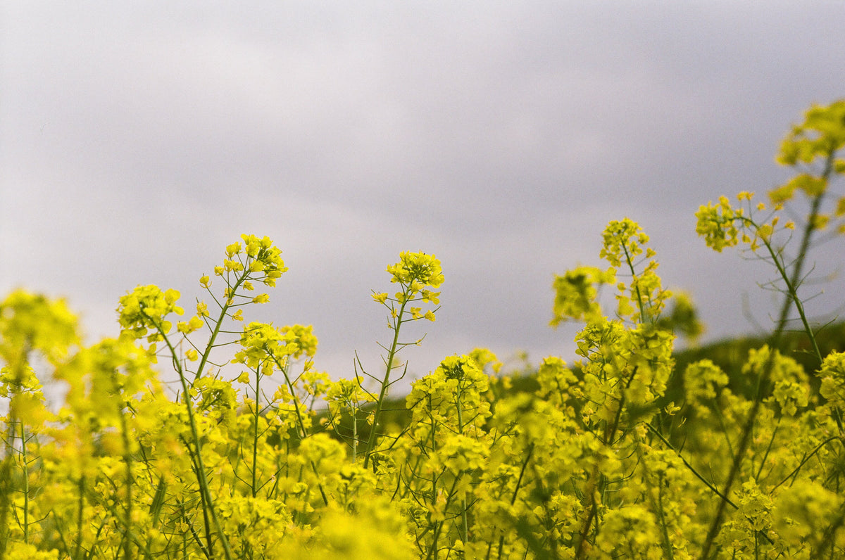 Canon 50mm f/2.2 L39