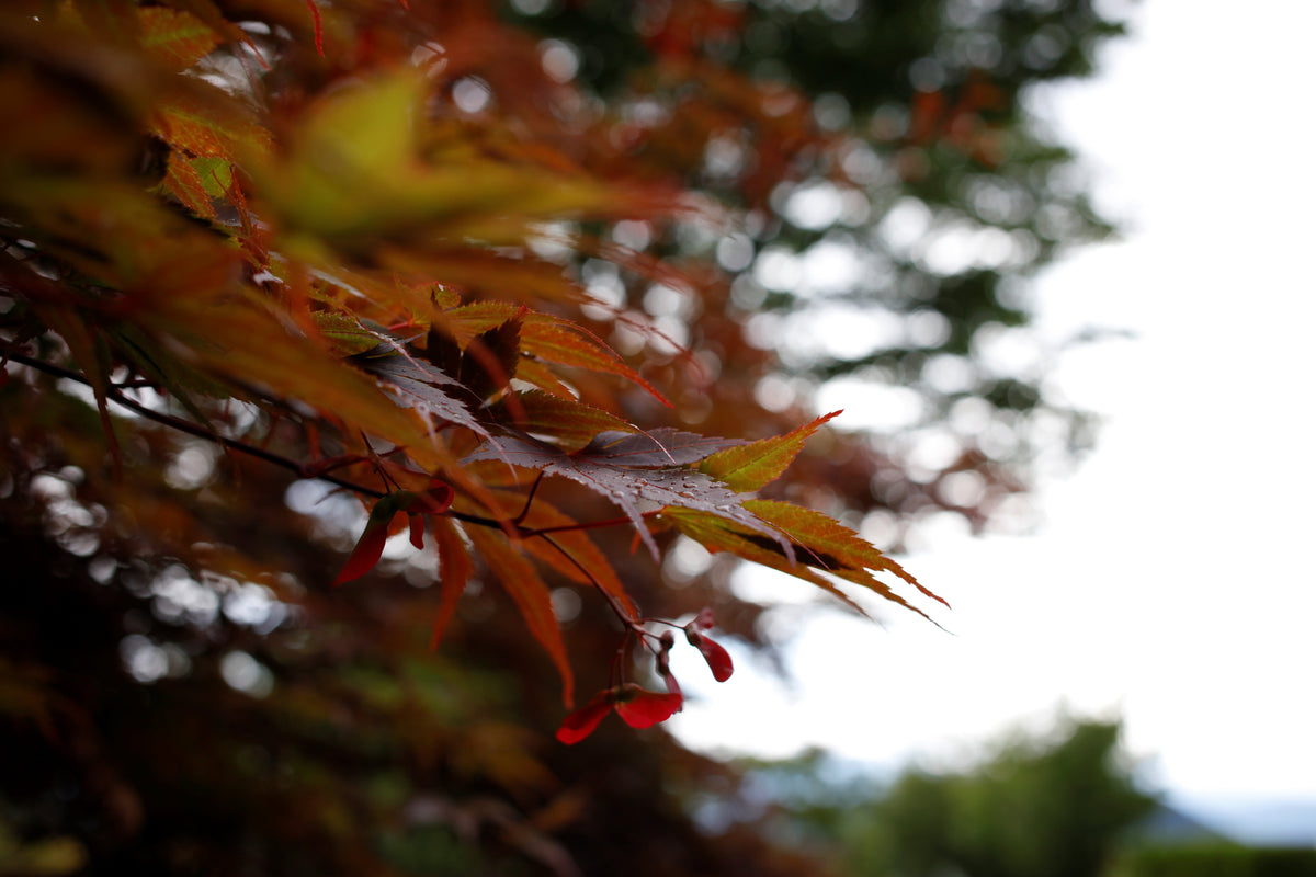 Canon EOS 5Ds + EF 40mm f/2.8 STM