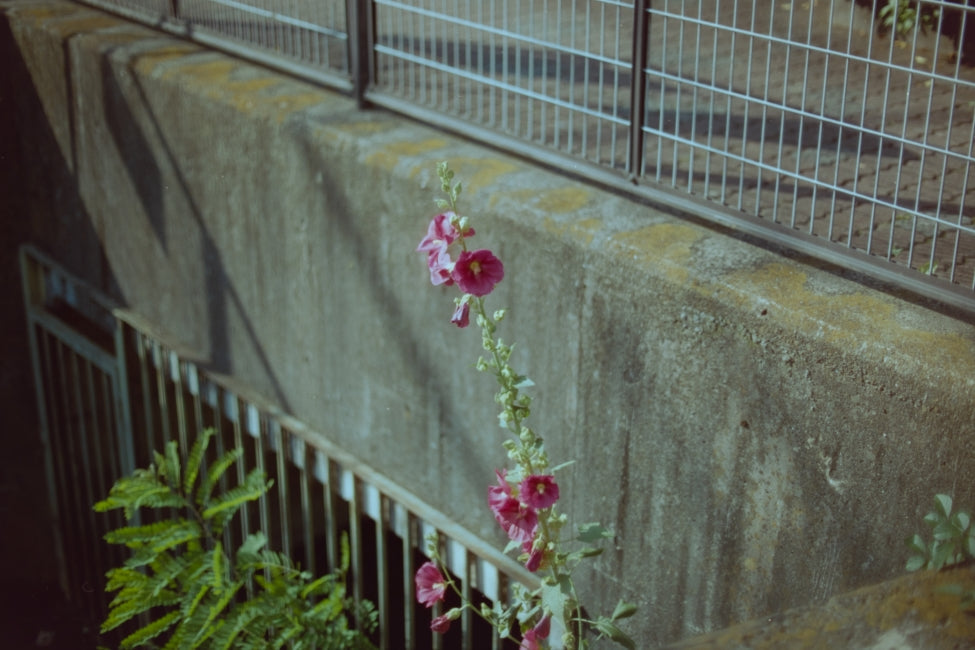 Nikon F3/T + Ai-S NIKKOR 50mm f/1.2