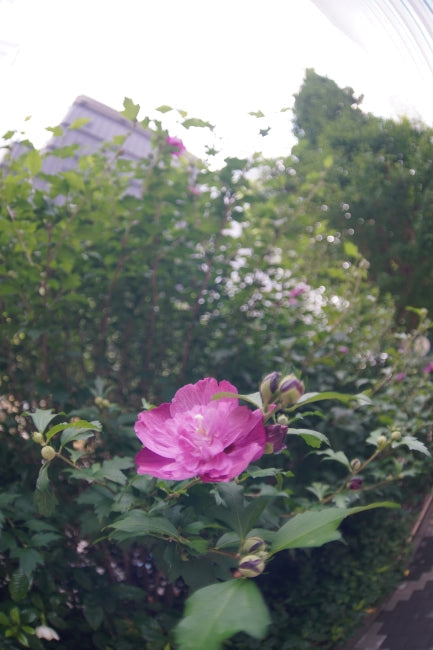 SONY α7 III + ZENIT MC Zenitar-K 16mm f/2.8 Fisheye