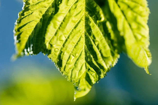 EOS R6 + EF100mm F2.8 macro
