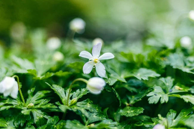 EOS R6 + EF100mm F2.8 macro