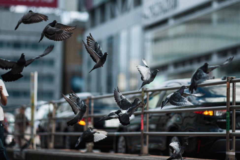 SONY a900 + SONY Carl Zeiss Sonnar 135mm f/1.8 ZA T*