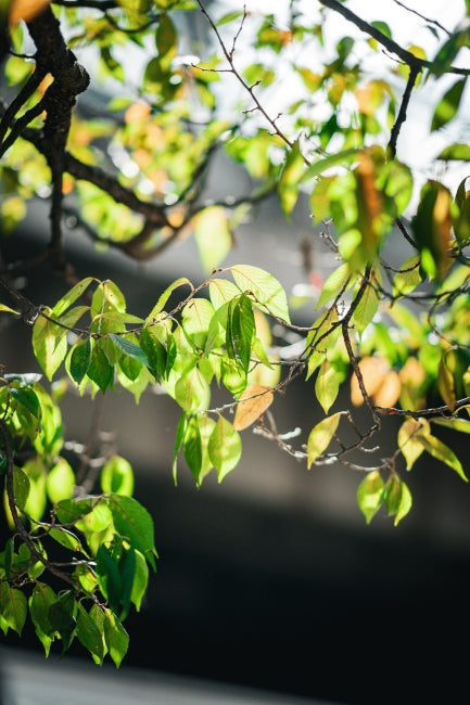 SONY a900 + SONY Carl Zeiss Sonnar 135mm f/1.8 ZA T*